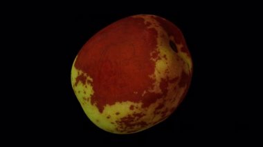 Şeffaf arka planda (alfa kanalı ile) dönen bir Jujube meyvesinin (Şekerkamışı çeşitliliği) gerçekçi bir canlandırması. Video pürüzsüz bir şekilde döngüye giriyor ve üç boyutlu nesne gerçek bir jube tarafından taranıyor..