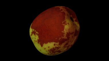 Siyah zemin üzerinde dönen bir Jujube meyvesinin (Şekerkamışı çeşitliliği) gerçekçi canlandırması. Video pürüzsüz bir şekilde döngüye giriyor ve üç boyutlu nesne gerçek bir jube tarafından taranıyor..