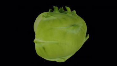 Şeffaf arka planda (alfa kanalı ile) dönen bir Kohlrabi (Alman şalgam) ampulünün gerçekçi canlandırması. Video kusursuz bir şekilde döngüye giriyor ve üç boyutlu nesne gerçek bir kohlrabi tarafından taranıyor..