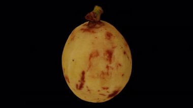 Şeffaf arkaplan üzerinde dönen bir Lanzones 'un (Langsat, Longkong) gerçekçi canlandırması (alfa kanalı ile). Video kusursuz bir şekilde döngüye giriyor ve 3 boyutlu nesne gerçek bir meyveden taranıyor..