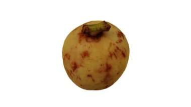 Beyaz arka planda yuvarlanan bir Lanzones (Langsat, Longkong) gerçekçi canlandırması. Video kusursuz bir şekilde döngüye giriyor ve 3 boyutlu nesne gerçek bir meyveden taranıyor..