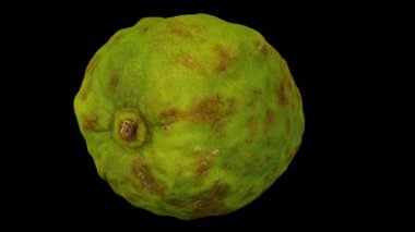 Şeffaf arka planda (alfa kanalı ile) dönen yerli bir Filipinli Lemon 'un gerçekçi canlandırması. Video kusursuz bir şekilde döngüye giriyor ve üç boyutlu nesne gerçek bir limondan taranıyor..