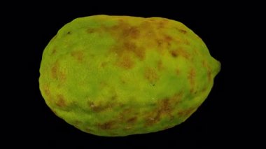 Şeffaf arka planda (alfa kanalı ile) yuvarlanan yerli bir Filipinli Lemon 'un gerçekçi canlandırması. Video kusursuz bir şekilde döngüye giriyor ve üç boyutlu nesne gerçek bir limondan taranıyor..