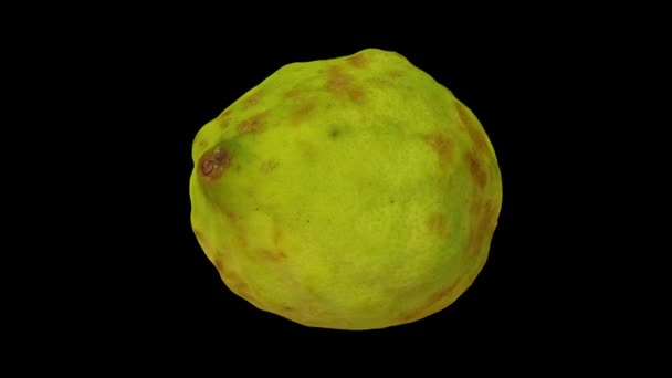 Realistisk Återgivning Roterande Hälften Infödda Filippinska Citron Svart Bakgrund Videon — Stockvideo