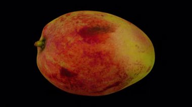 Şeffaf arka planda (alfa kanalı ile) yuvarlanan bir Apple Mango 'nun (Filipinler' den) gerçekçi canlandırması. Video kusursuz bir şekilde döngüye giriyor ve üç boyutlu nesne gerçek bir mangodan taranıyor..