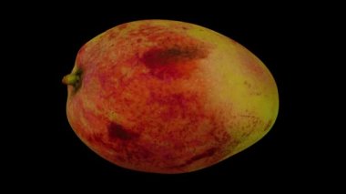 Siyah zemin üzerinde yuvarlanan bir Apple Mango 'nun (Filipinler' den) gerçekçi canlandırması. Video kusursuz bir şekilde döngüye giriyor ve üç boyutlu nesne gerçek bir mangodan taranıyor..