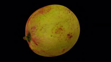 Şeffaf arka planda (alfa kanalı ile) dönen bir Apple Mango 'nun (Filipinler' den) gerçekçi canlandırması. Video kusursuz bir şekilde döngüye giriyor ve üç boyutlu nesne gerçek bir mangodan taranıyor..