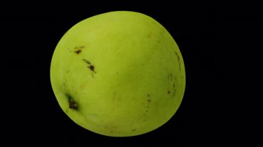 Şeffaf arka planda (alfa kanalı ile) dönen Beyaz Elma Mangosu (Filipinler 'den) gerçekçi bir canlandırma. Video kusursuz bir şekilde döngüye giriyor ve üç boyutlu nesne gerçek bir mangodan taranıyor..