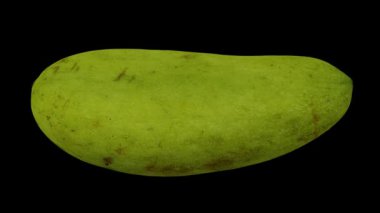 Siyah arkaplanda yeşil (Olgunlaşmamış) Fildişi Mango 'nun gerçekçi bir canlandırması. Video kusursuz bir şekilde döngüye giriyor ve üç boyutlu nesne gerçek bir mangodan taranıyor..