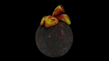 Siyah arka planda dönen bir Mangosteen 'in gerçekçi canlandırması. Video kusursuz bir şekilde döngüye giriyor ve üç boyutlu nesne gerçek bir mangosteen 'den taranıyor..