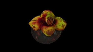 Siyah arka planda yuvarlanan bir Mangosteen 'in gerçekçi canlandırması. Video kusursuz bir şekilde döngüye giriyor ve üç boyutlu nesne gerçek bir mangosteen 'den taranıyor..