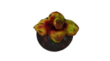 Beyaz arka planda yuvarlanan bir Mangosteen 'in gerçekçi canlandırması. Video kusursuz bir şekilde döngüye giriyor ve üç boyutlu nesne gerçek bir mangosteen 'den taranıyor..