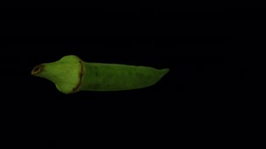 Şeffaf arkaplan üzerinde dönen bir bamyanın (Okro, Ochro) gerçekçi canlandırması (alfa kanalı ile). Video kusursuz bir şekilde döngüye giriyor ve üç boyutlu nesne gerçek bir modülden taranıyor..