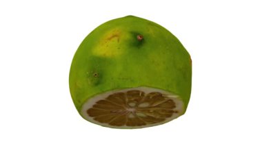 Beyaz arka planda yerli Filipin portakalının yuvarlanan gerçekçi bir tasviri. Video kusursuz bir şekilde döngüye giriyor ve 3 boyutlu nesne gerçek bir portakaldan taranıyor...