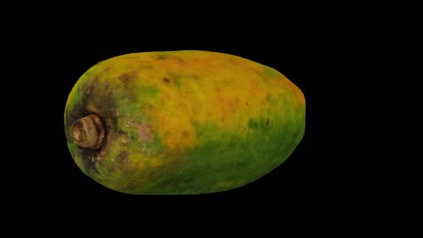 Ρεαλιστική Απόδοση Μιας Περιστρεφόμενης Ripe Papaya Ποικιλία Red Lady Διαφανές — Αρχείο Βίντεο