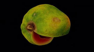 Şeffaf arka planda (alfa kanalı ile) olgun Papaya (Kırmızı Kadın çeşidi) dönüşümlü bir kesimin gerçekçi canlandırması. Video kusursuz bir şekilde döngüye giriyor ve üç boyutlu nesne gerçek bir papaya tarafından taranıyor..