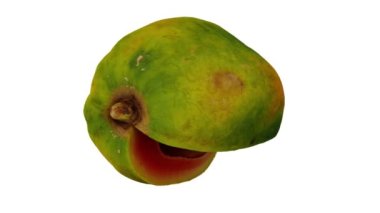 Beyaz arka planda, olgun Papaya 'nın (Kırmızı Kadın) dönüşümlü kesiminin gerçekçi canlandırması. Video kusursuz bir şekilde döngüye giriyor ve üç boyutlu nesne gerçek bir papaya tarafından taranıyor..