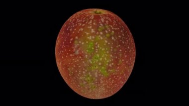 Şeffaf arkaplanda (alfa kanallı) dönen bir Passion Fruit 'un gerçekçi canlandırması. Video kusursuz bir şekilde döngüye giriyor ve 3 boyutlu nesne gerçek bir meyveden taranıyor..