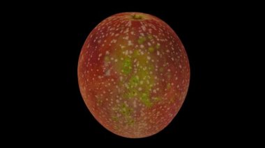 Siyah arka planda dönen bir Tutku Meyvesi 'nin gerçekçi canlandırması. Video kusursuz bir şekilde döngüye giriyor ve 3 boyutlu nesne gerçek bir meyveden taranıyor..
