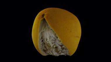 Şeffaf arka planda (alfa kanalı ile) kısmen soyulmuş bir Pomelo 'nun (Pummelo) gerçekçi canlandırması. Video kusursuz bir şekilde döngüye giriyor ve 3 boyutlu nesne gerçek bir meyveden taranıyor..
