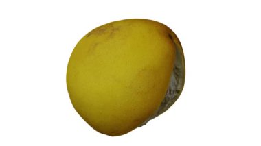 Beyaz arka planda kısmen soyulmuş bir Pomelo 'nun (Pummelo) gerçekçi canlandırması. Video kusursuz bir şekilde döngüye giriyor ve 3 boyutlu nesne gerçek bir meyveden taranıyor..