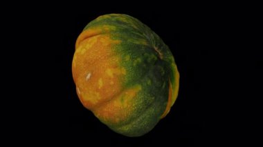 Şeffaf arkaplanda (alfa kanalı ile) dönüşümlü kesilmiş bir Yeşil Balkabağı canlandırması. Video kusursuz bir şekilde döngüye giriyor ve üç boyutlu nesne gerçek bir balkabağından taranıyor..