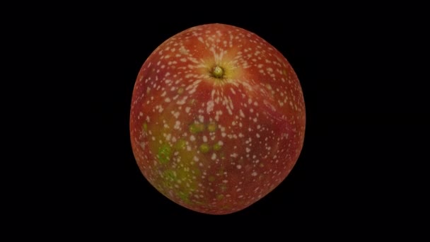 在透明背景下 带有Alpha通道 真实渲染滚动的Passion Fruit 视频是无缝循环的 3D对象是由一个真正的水果扫描的 — 图库视频影像
