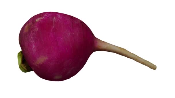 Ρεαλιστική Απόδοση Του Ένα Τροχαίο Red Radish Λευκό Φόντο Βίντεο — Αρχείο Βίντεο