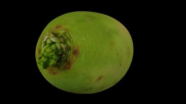 Siyah zemin üzerinde dönen bir karpuz turpunun (Roosehearth, Red Daikon) gerçekçi canlandırması. Video kusursuz bir şekilde döngüye giriyor ve 3 boyutlu nesne gerçek bir turptan taranıyor..