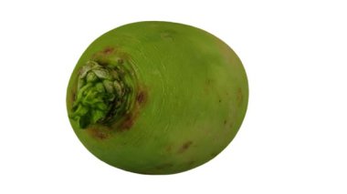 Beyaz zemin üzerinde dönen bir karpuz turpunun (Roosehearth, Red Daikon) gerçekçi yorumlanması. Video kusursuz bir şekilde döngüye giriyor ve 3 boyutlu nesne gerçek bir turptan taranıyor..