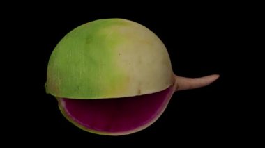 Siyah zemin üzerinde yuvarlanan karpuz turpunun (Roosehearth, Red Daikon) gerçekçi bir canlandırması. Video kusursuz bir şekilde döngüye giriyor ve 3 boyutlu nesne gerçek bir turptan taranıyor..