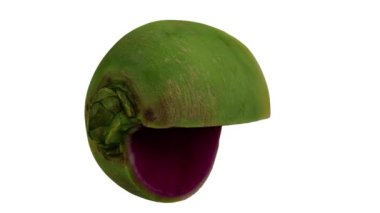 Beyaz arka planda karpuz turpunun (Roosehearth, Red Daikon) dönüşümlü bir canlandırması. Video kusursuz bir şekilde döngüye giriyor ve 3 boyutlu nesne gerçek bir turptan taranıyor..