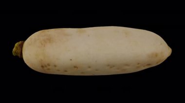 Şeffaf arka planda (alfa kanalı ile) yuvarlanan bir Daikon 'un (Beyaz Japon Turpu) gerçekçi canlandırması. Video kusursuz bir şekilde döngüye giriyor ve üç boyutlu nesne gerçek bir daikondan taranıyor..