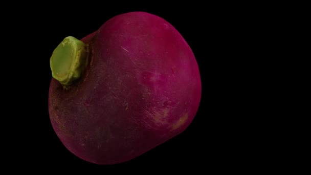 Realistic Render Rotating Red Radish Black Background Video Seamlessly Looping — Stock Video