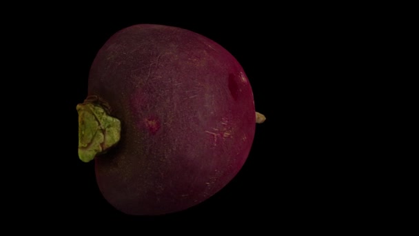 现实的渲染旋转半红萝卜在黑色背景 视频是无缝循环的 3D对象是由一个真正的萝卜扫描的 — 图库视频影像