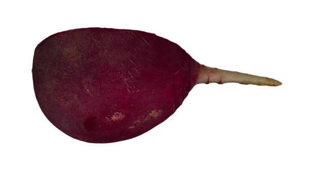 Ρεαλιστική Απόδοση Ενός Κυλιόμενου Μισού Red Radish Λευκό Φόντο Βίντεο — Αρχείο Βίντεο