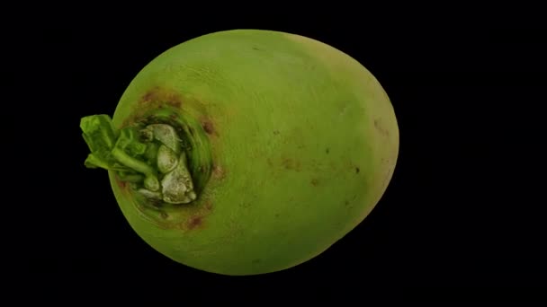 Realistische Darstellung Eines Rotierenden Wassermelonen Rettichs Roosehearth Red Daikon Auf — Stockvideo