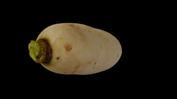 Realistisk Återgivning Snurrande Daikon White Japanese Radish Svart Bakgrund Videon — Stockvideo