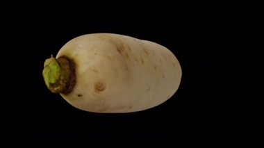 Şeffaf arka planda (alfa kanalı ile) dönen bir Daikon 'un (Beyaz Japon Turpu) gerçekçi canlandırması. Video kusursuz bir şekilde döngüye giriyor ve üç boyutlu nesne gerçek bir daikondan taranıyor..