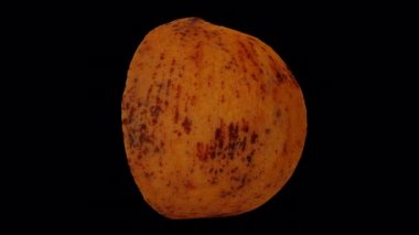 Dönen bir Santol 'un (Cotton Fruit) gerçekçi canlandırması şeffaf arkaplanda (alfa kanalı ile) yarıya indirildi. Video kusursuz bir şekilde döngüye giriyor ve üç boyutlu nesne gerçek bir Noel Baba 'dan taranıyor..