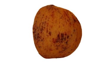 Dönen bir Santol 'un (Cotton Fruit) gerçekçi canlandırması beyaz arkaplanda ikiye bölündü. Video kusursuz bir şekilde döngüye giriyor ve üç boyutlu nesne gerçek bir Noel Baba 'dan taranıyor..