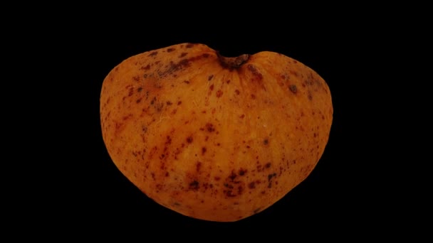 Realistic Render Rolling Santol Cotton Fruit Cut Half Black Background — Stock Video