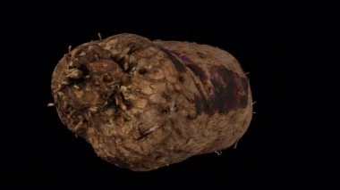 Şeffaf arkaplan (alfa kanalı ile) üzerinde dönen bir Purple Yam 'in (Ube) gerçekçi canlandırması. Video pürüzsüz bir şekilde döngüye giriyor ve üç boyutlu nesne gerçek bir yumrunun içinden taranıyor..