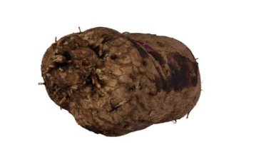Beyaz arkaplanda dönen bir Purple Yam 'in (Ube) gerçekçi canlandırması. Video pürüzsüz bir şekilde döngüye giriyor ve üç boyutlu nesne gerçek bir yumrunun içinden taranıyor..
