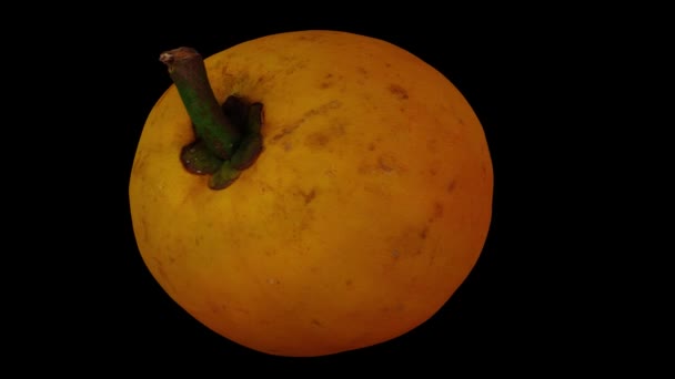Reális Renderelés Egy Forgó Canistel Eggfruit Tisa Fekete Háttérrel Videó — Stock videók