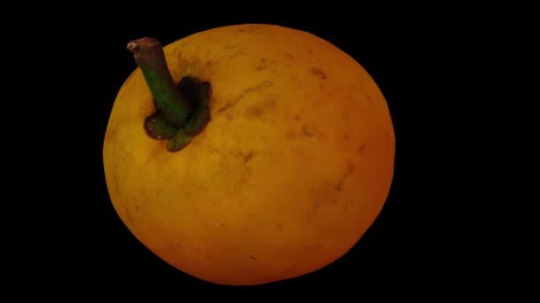 Şeffaf Arkaplanda Alfa Kanalı Ile Yuvarlanan Bir Canistel Yumurta Meyvesi — Stok video