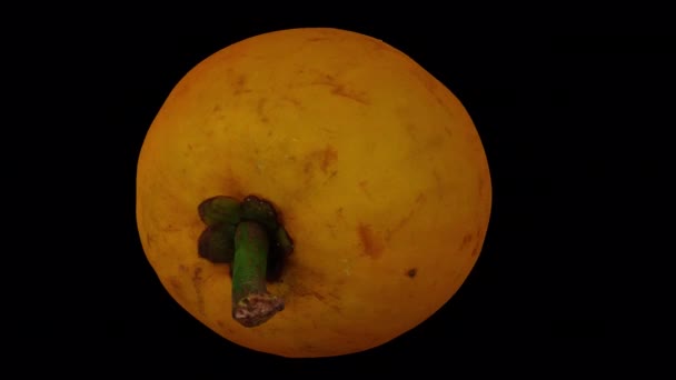 Realistisk Återgivning Roterande Canistel Eggfruit Tisa Transparent Bakgrund Med Alfa — Stockvideo