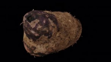 Şeffaf arkaplan üzerinde (alfa kanalı ile) dönen bir Purple Yam 'in (Ube) gerçekçi canlandırması. Video pürüzsüz bir şekilde döngüye giriyor ve üç boyutlu nesne gerçek bir yumrunun içinden taranıyor..
