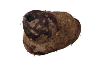 Beyaz arkaplanda dönen bir Purple Yam 'ın (Ube) gerçekçi canlandırması. Video pürüzsüz bir şekilde döngüye giriyor ve üç boyutlu nesne gerçek bir yumrunun içinden taranıyor..