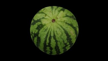 Siyah arka planda yuvarlanan bir karpuzun gerçekçi canlandırması. Video kusursuz bir şekilde döngüye giriyor ve 3 boyutlu nesne gerçek bir karpuzdan taranıyor..
